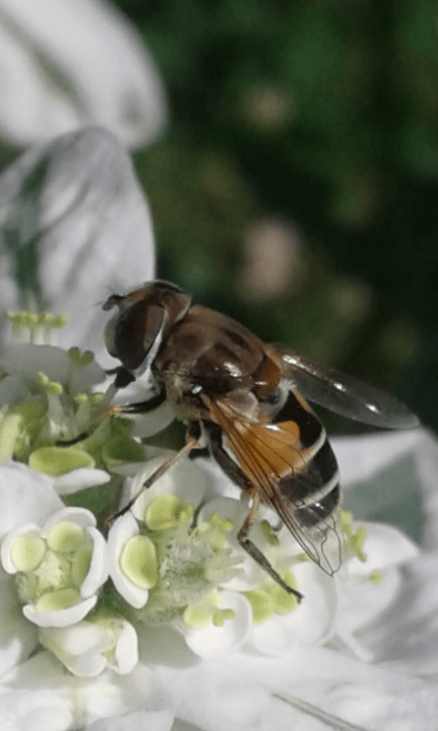 Syrphidae : Eristalis sp.?